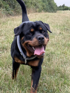 Beth's joy: her happy Rottweiler running in a field.
