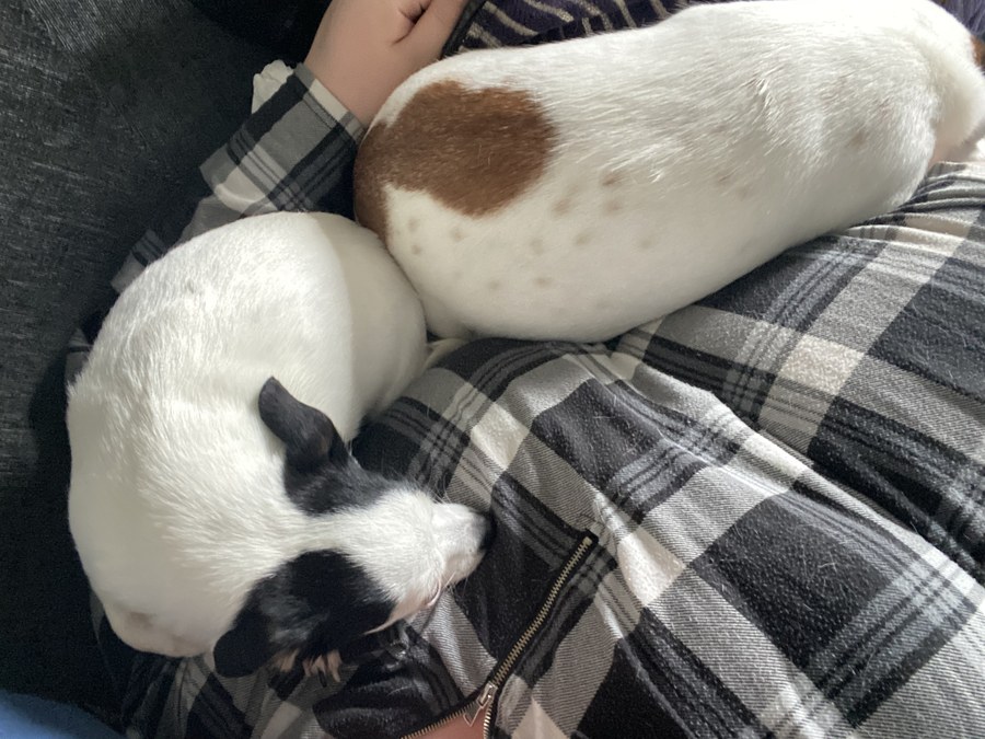 Alana's Story: Stage 2 HS Warrior from Aberdeen Alana's joy — dogs Gizmo and Gumbo / joyful moment.
