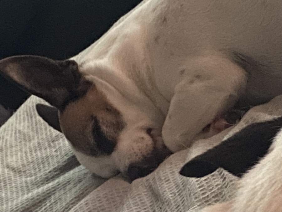 Alana's Story: Stage 2 HS Warrior from Aberdeen Alana's joy — dogs Gizmo and Gumbo / joyful moment.