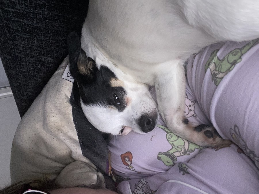 Alana's Story: Stage 2 HS Warrior from Aberdeen Alana's joy — dogs Gizmo and Gumbo / joyful moment.